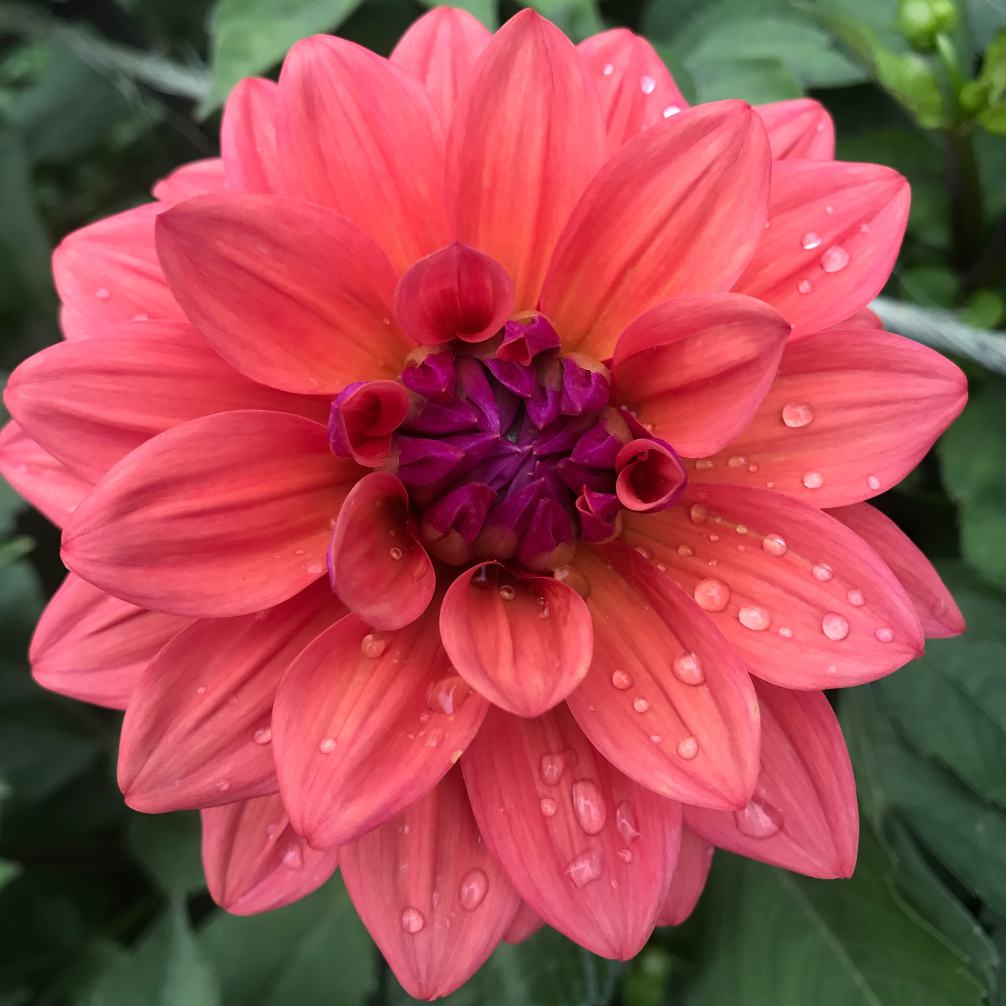 Two Pony Dahlia Plant ‘AMERICAN DAWN’