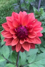 Two Pony Dahlia Plant ‘AMERICAN DAWN’