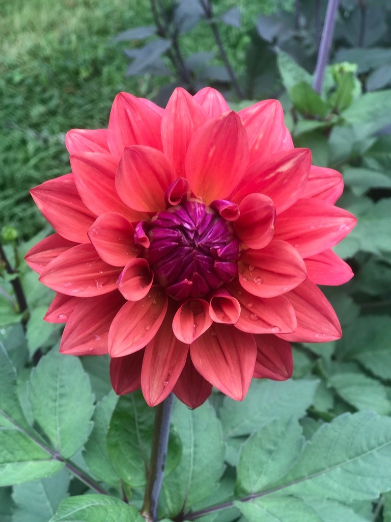 Two Pony Dahlia Plant ‘AMERICAN DAWN’