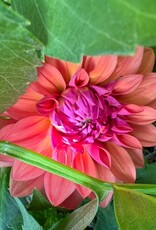Two Pony Dahlia Plant ‘AMERICAN DAWN’