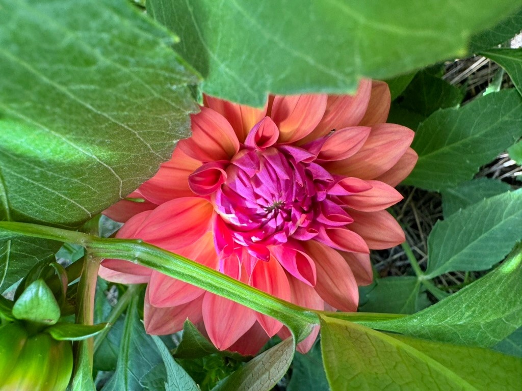 Two Pony Dahlia Plant ‘AMERICAN DAWN’
