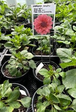 Two Pony Dahlia Plant ‘AMERICAN DAWN’