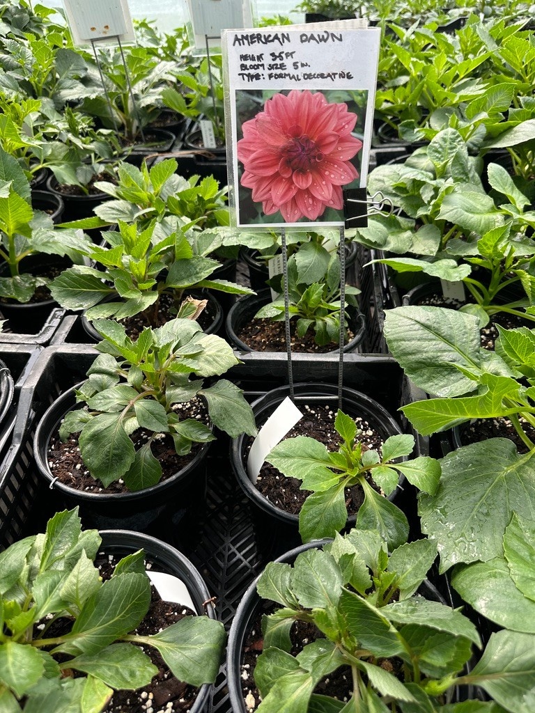 Two Pony Dahlia Plant ‘AMERICAN DAWN’