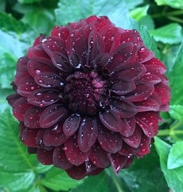 Joan's Collection @ Two Pony Two Pony Dahlia Plant 'BLACK SATIN’ Joan's Collection