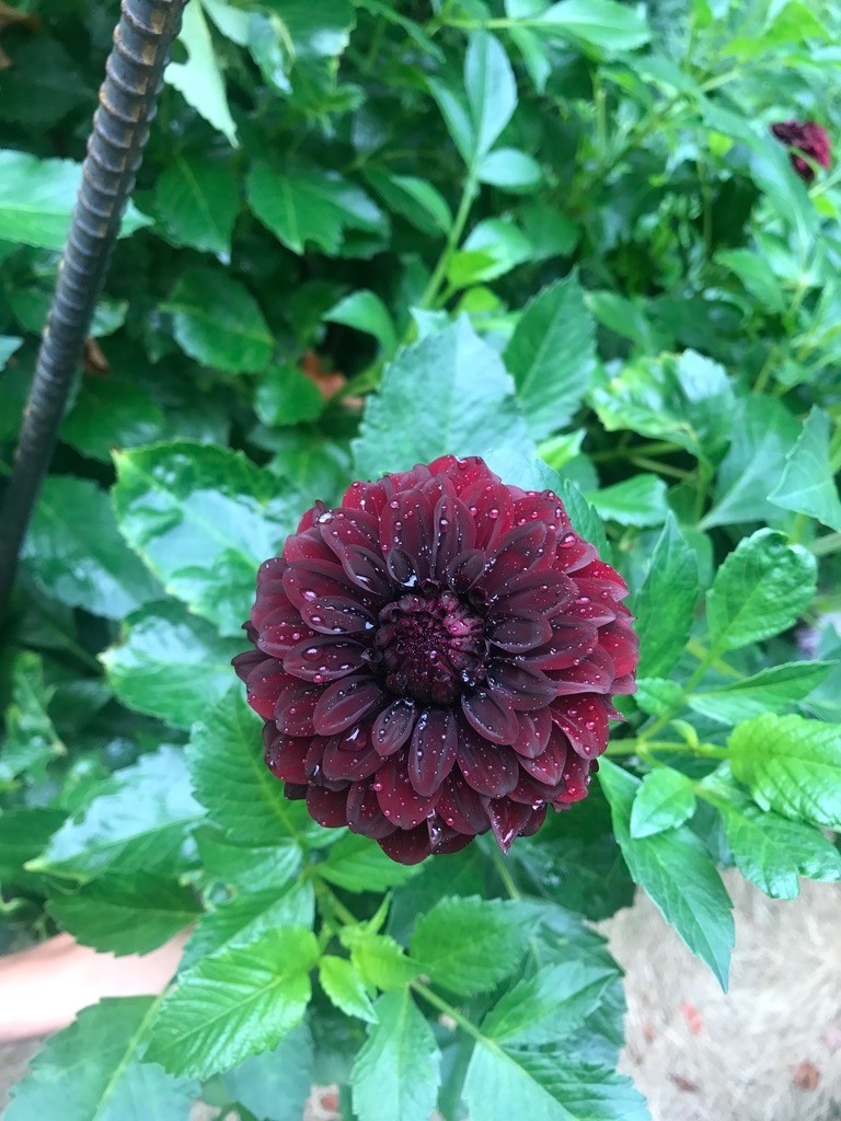 Two Pony Dahlia Plant ‘BLACK SATIN’