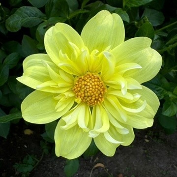 Two Pony Dahlia Plant ‘YELLOW BIRD’