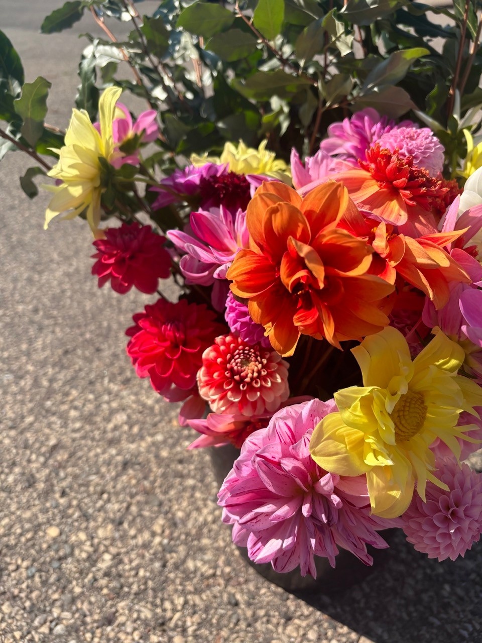 Two Pony Dahlia Plant ‘YELLOW BIRD’