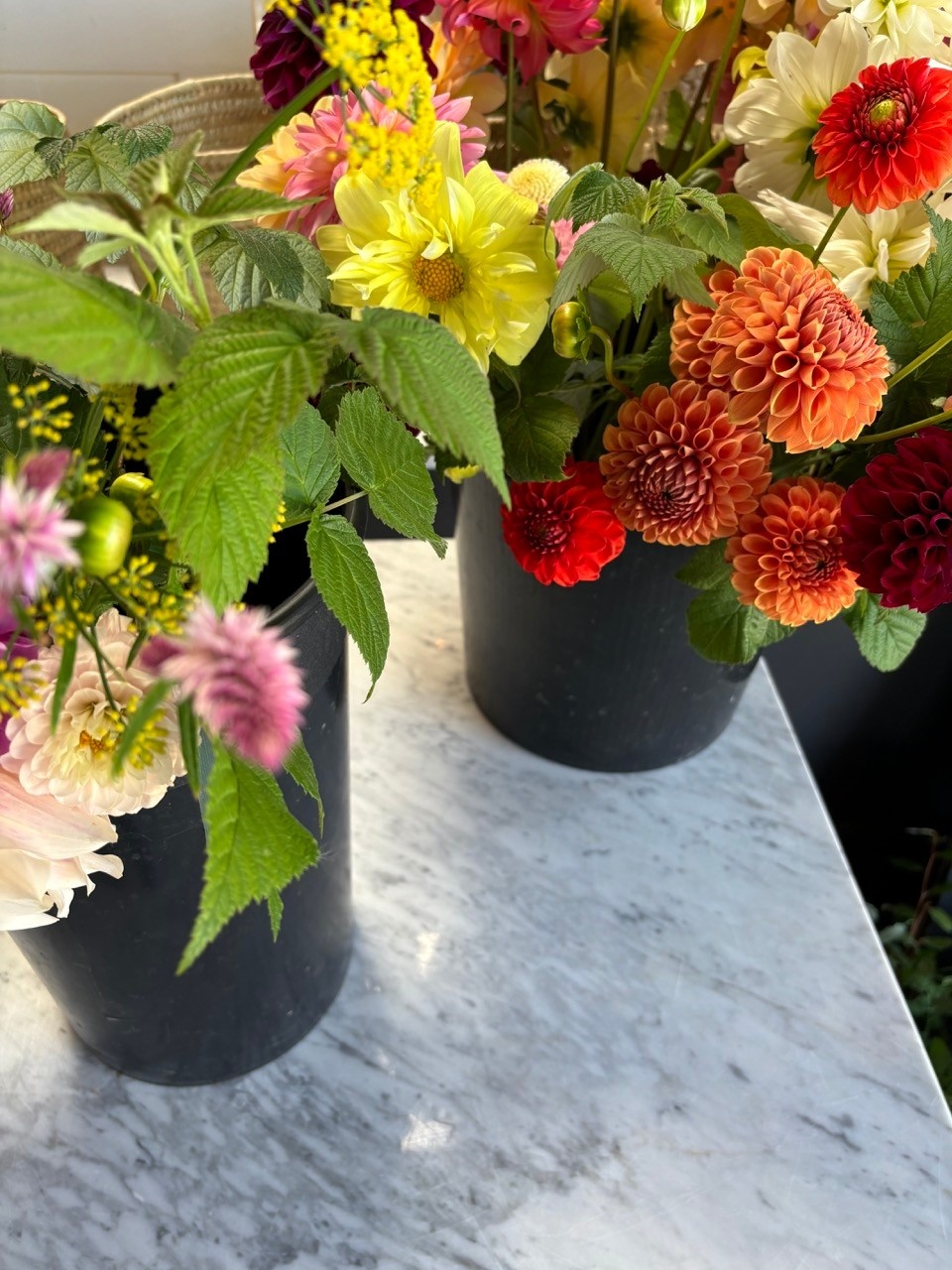 Two Pony Dahlia Plant ‘YELLOW BIRD’