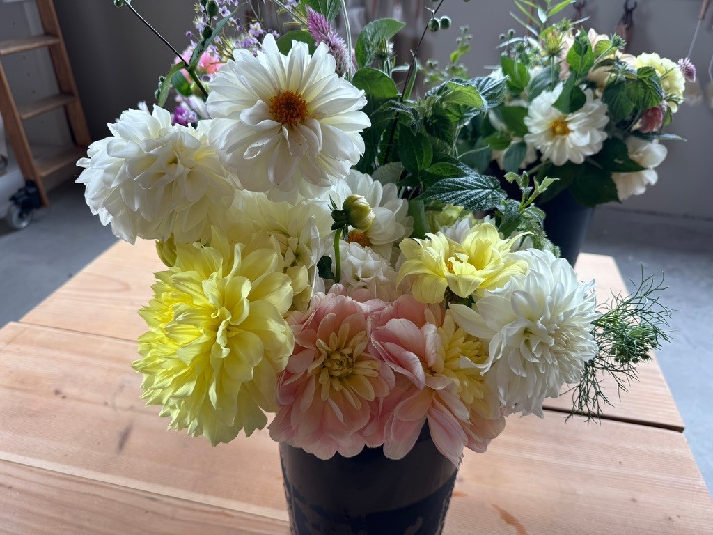 Two Pony Dahlia Plant ‘YELLOW BIRD’