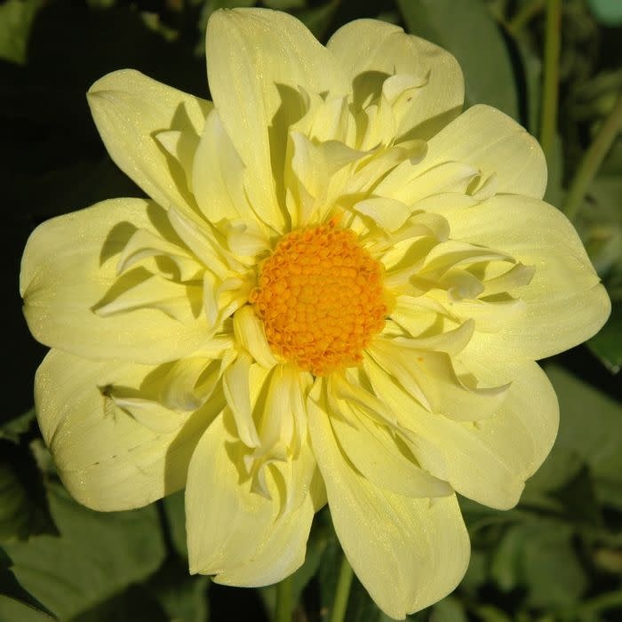 Two Pony Dahlia Plant ‘YELLOW BIRD’