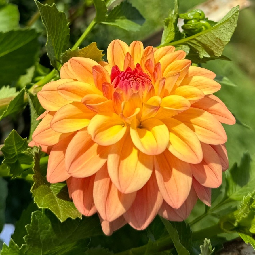 Two Pony Dahlia Plant ‘NANCY'S FAVORITE’