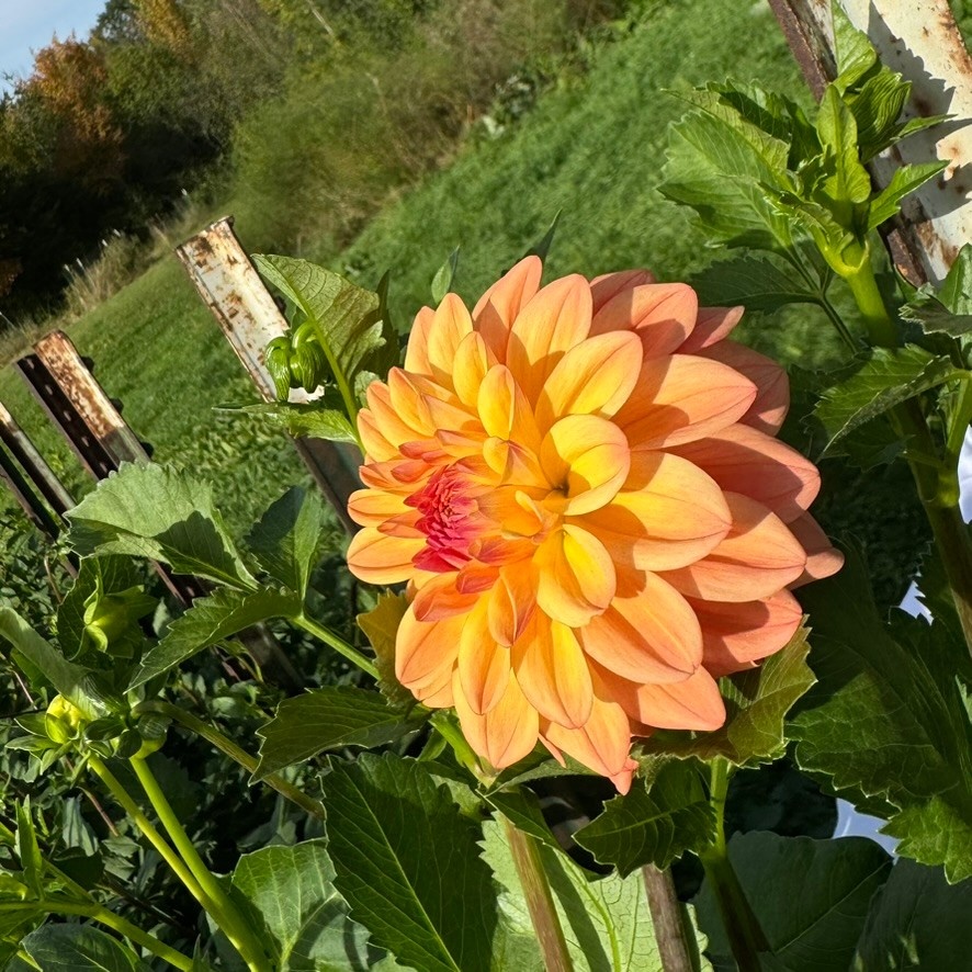 Two Pony Dahlia Plant ‘NANCY'S FAVORITE’