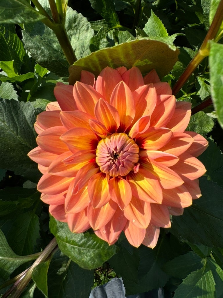Two Pony Dahlia Plant ‘NANCY'S FAVORITE’