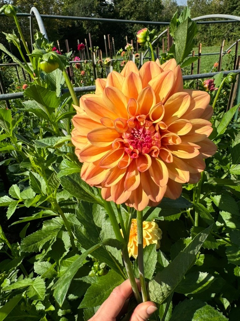 Two Pony Dahlia Plant ‘NANCY'S FAVORITE’