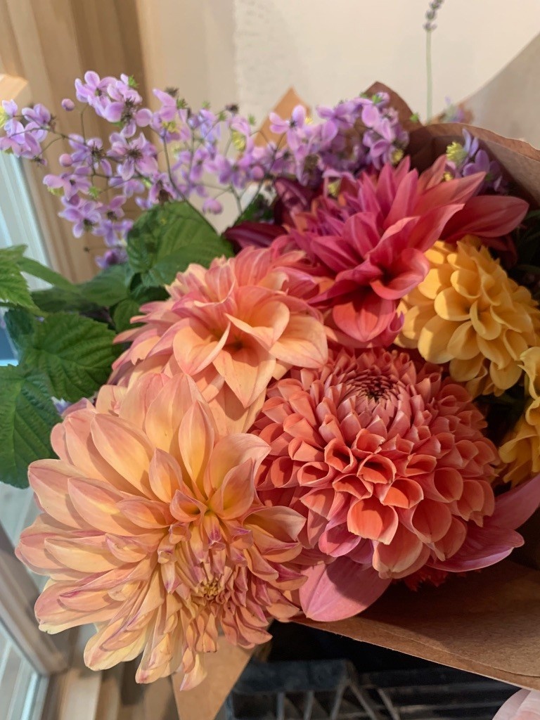 Two Pony Dahlia Plant ‘NANCY'S FAVORITE’