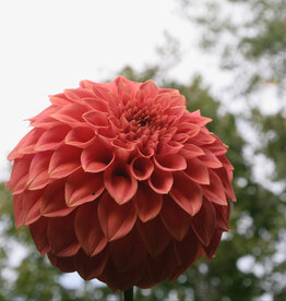 Joan's Collection @ Two Pony Two Pony Dahlia Plant 'BARBARRY SALMON’