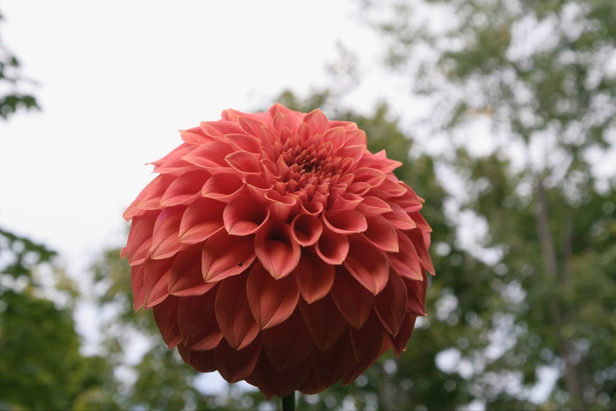 Two Pony Dahlia Plant ‘BARBARRY SALMON’