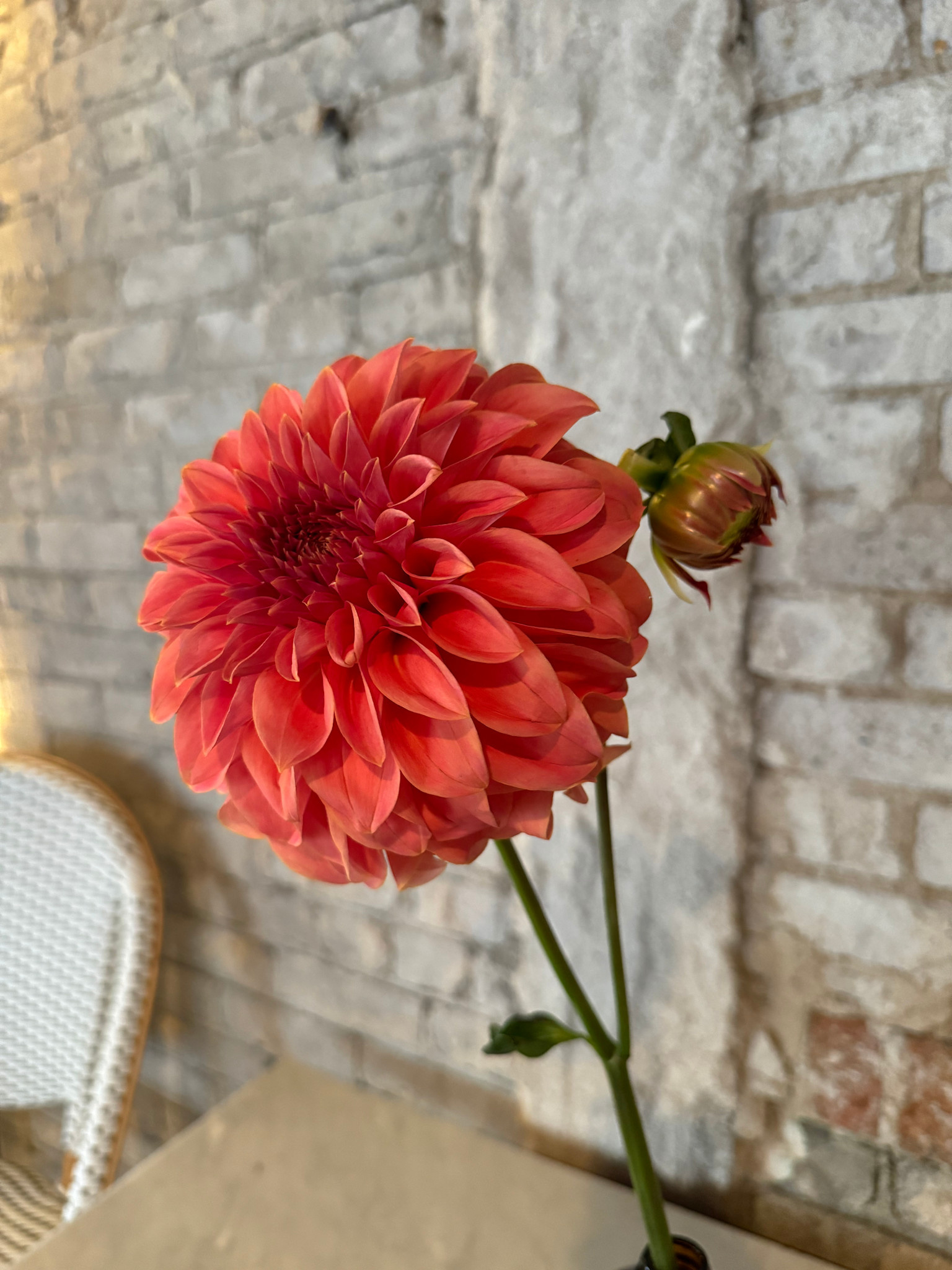 Two Pony Dahlia Plant ‘BARBARRY SALMON’