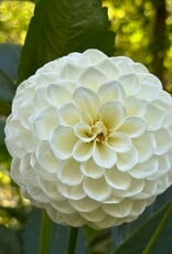 Joan's Collection @ Two Pony Two Pony Dahlia Plant 'BOOM BOOM’ Joan's Collection