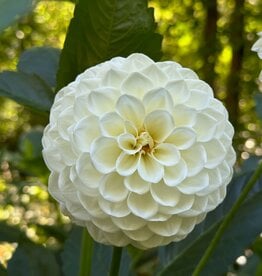 Joan's Collection @ Two Pony Two Pony Dahlia Plant 'BOOM BOOM’ Joan's Collection