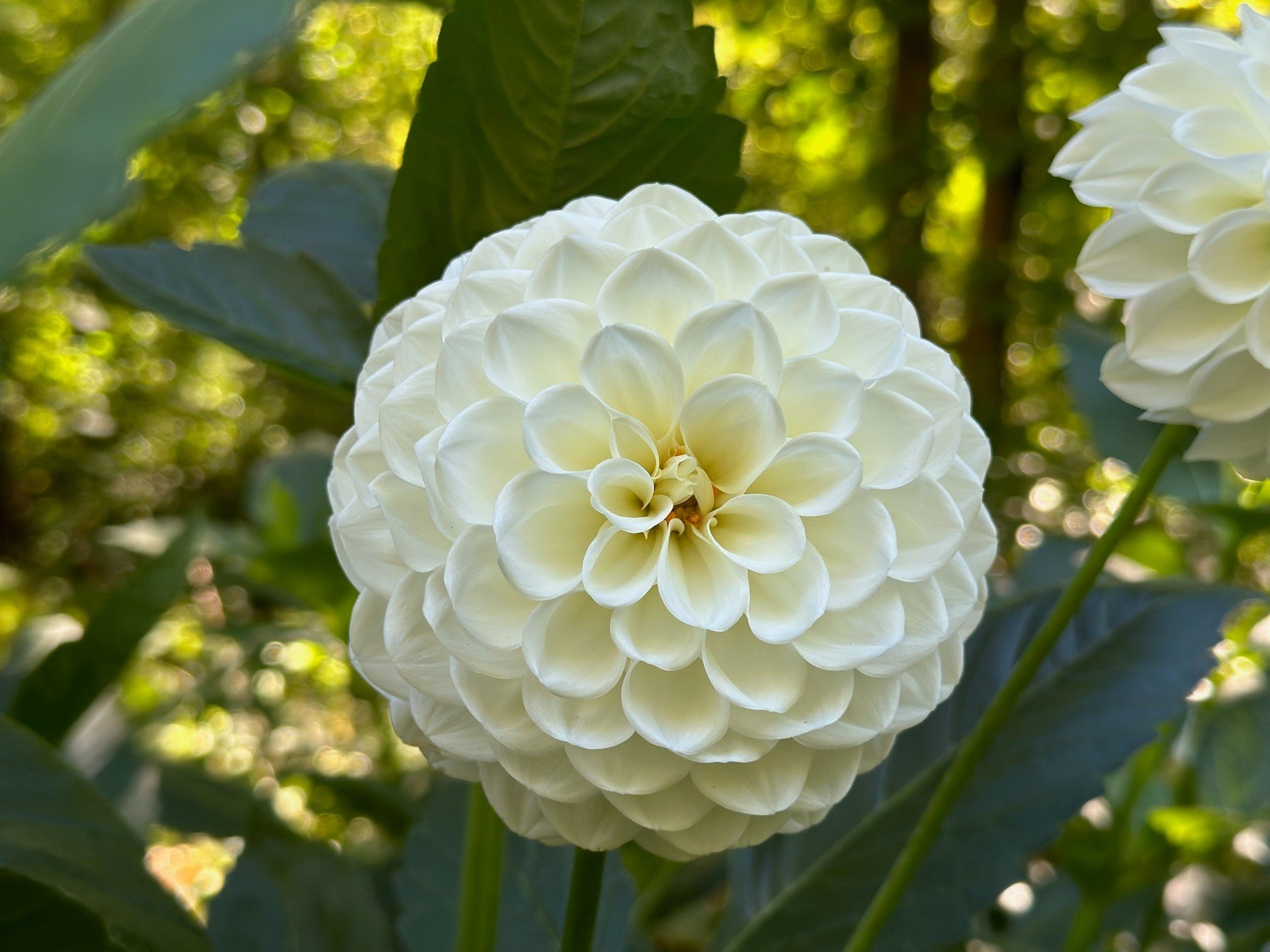 Joan's Collection @ Two Pony Two Pony Dahlia Plant 'BOOM BOOM’ Joan's Collection