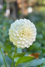 Joan's Collection @ Two Pony Two Pony Dahlia Plant 'BOOM BOOM’ Joan's Collection