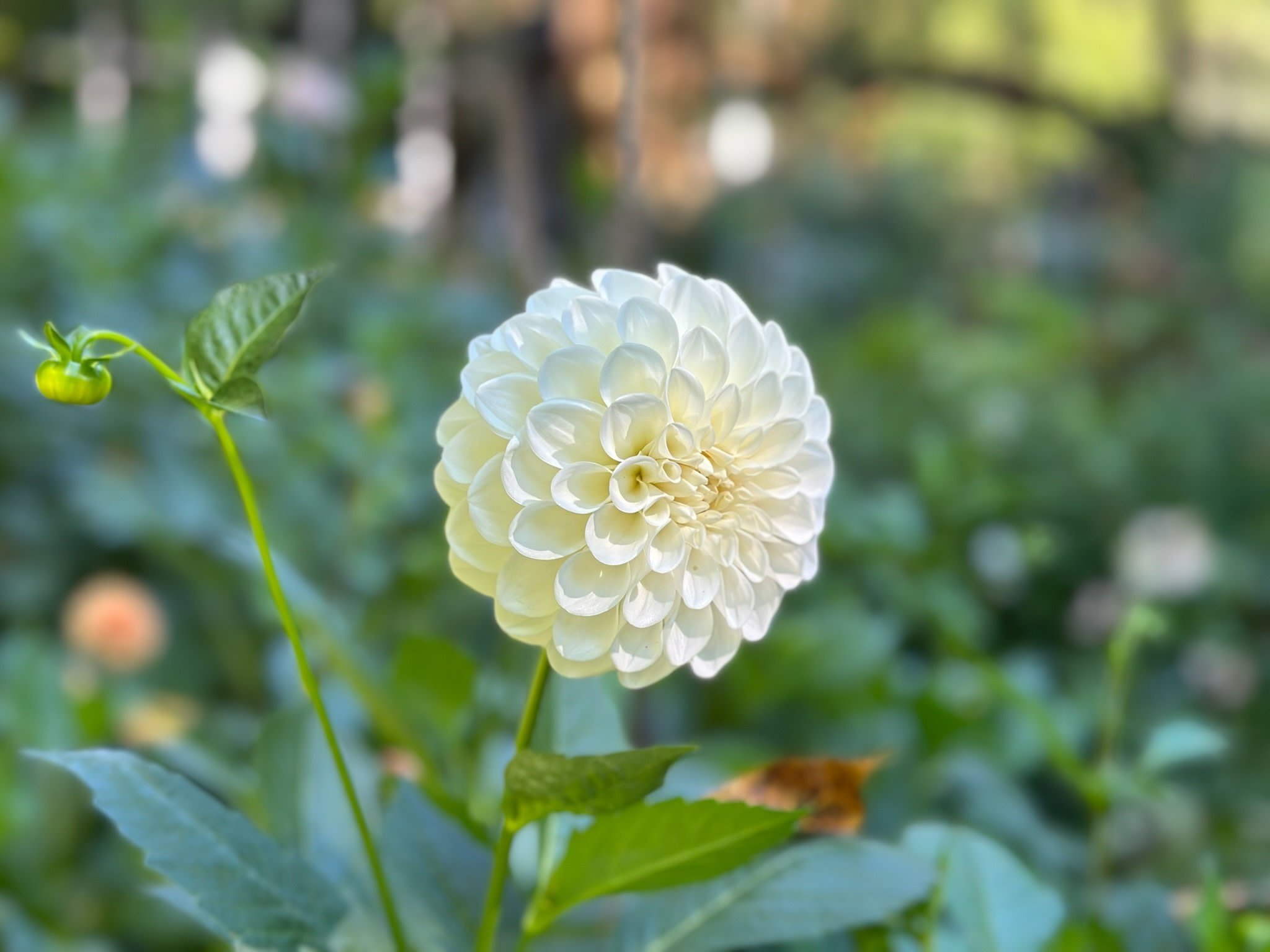 Joan's Collection @ Two Pony Two Pony Dahlia Plant 'BOOM BOOM’ Joan's Collection