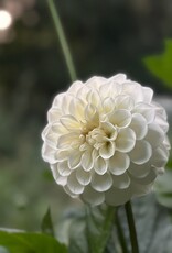 Two Pony Dahlia Plant ‘BOOM BOOM’
