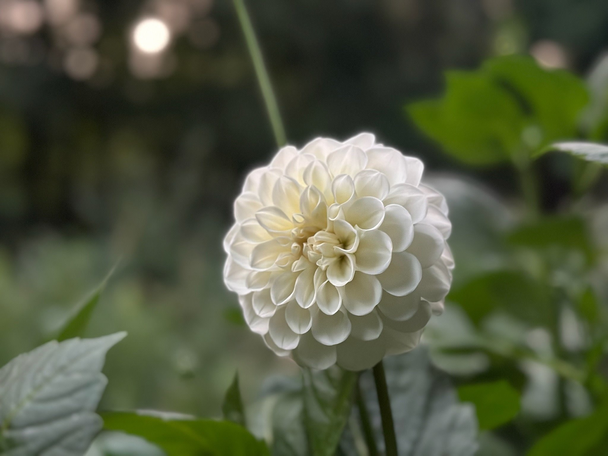 Joan's Collection @ Two Pony Two Pony Dahlia Plant 'BOOM BOOM’ Joan's Collection