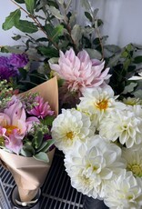 Two Pony Dahlia Plant ‘BOOM BOOM’