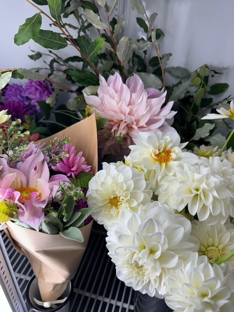Two Pony Dahlia Plant ‘BOOM BOOM’