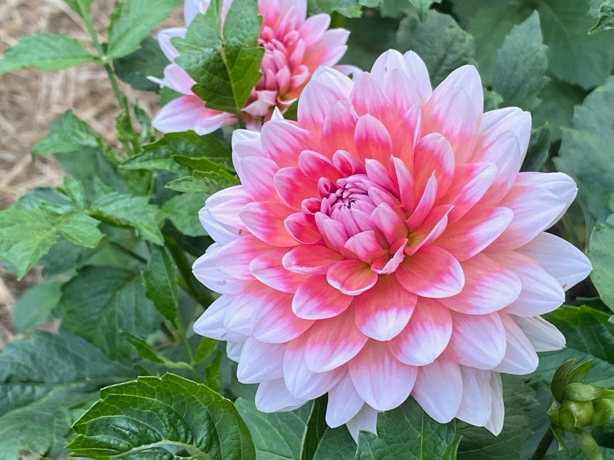 Two Pony Dahlia Plant ‘SUMMIT FESTIVAL’