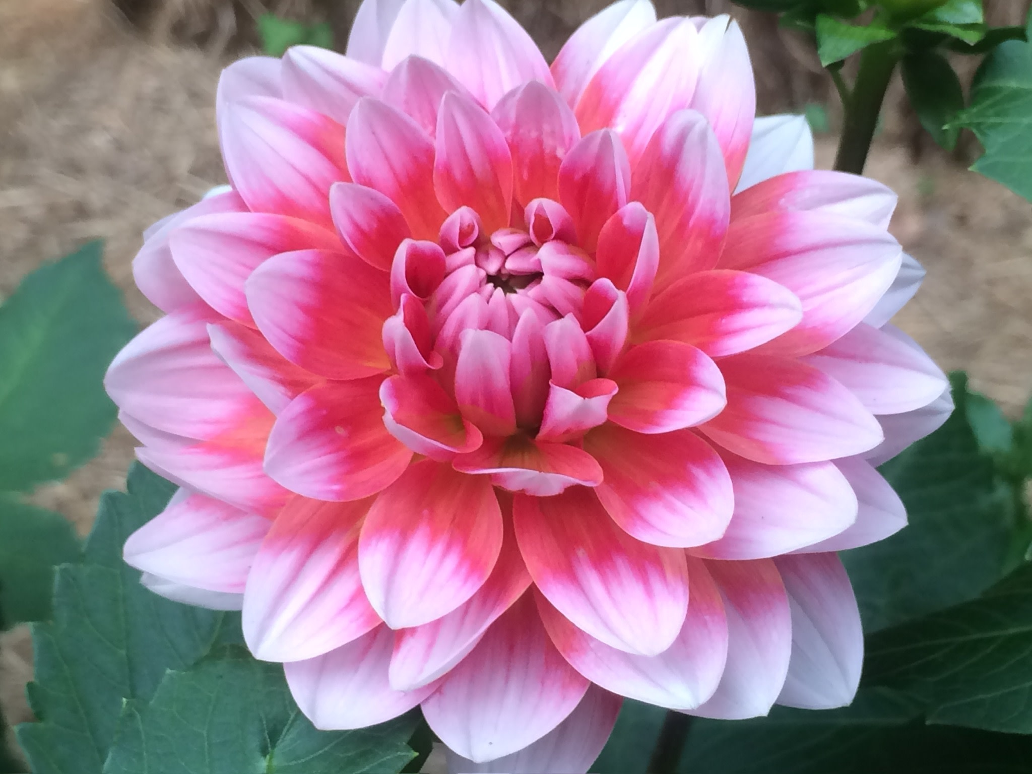 Two Pony Dahlia Plant ‘SUMMIT FESTIVAL’