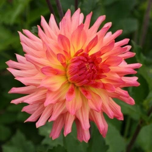 Two Pony Dahlia Plant ‘JUST PEACHY’