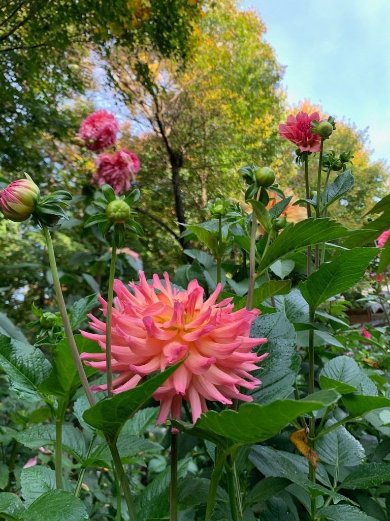 Two Pony Dahlia Plant ‘JUST PEACHY’