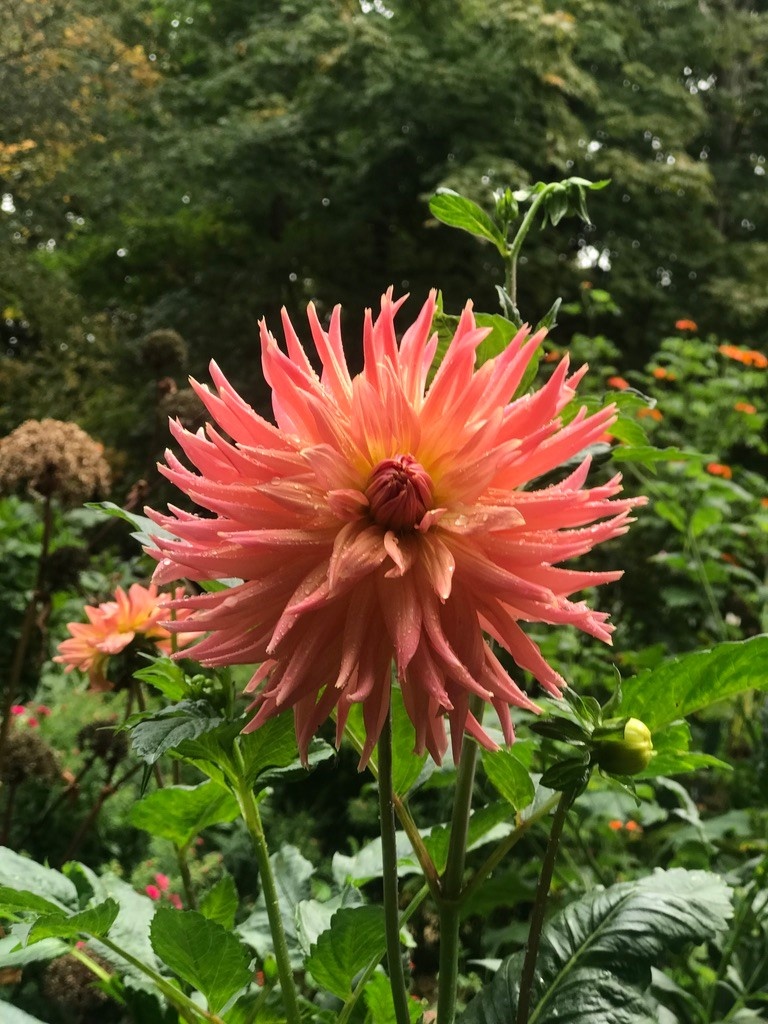 Two Pony Dahlia Plant ‘JUST PEACHY’