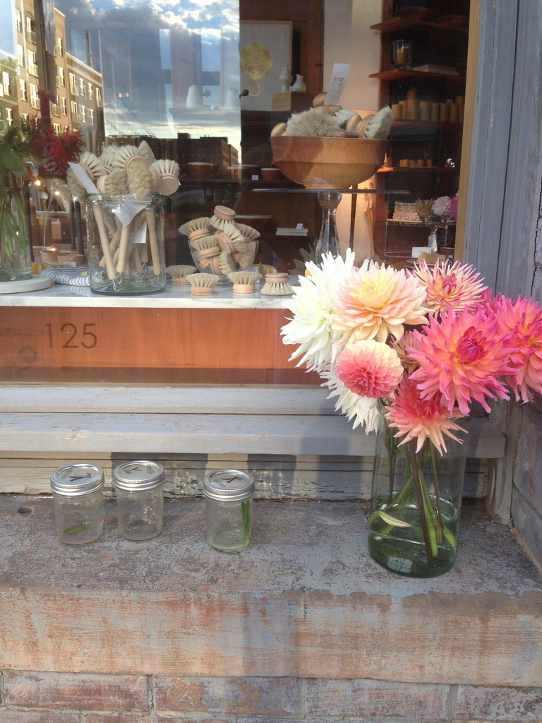 Two Pony Dahlia Plant ‘JUST PEACHY’