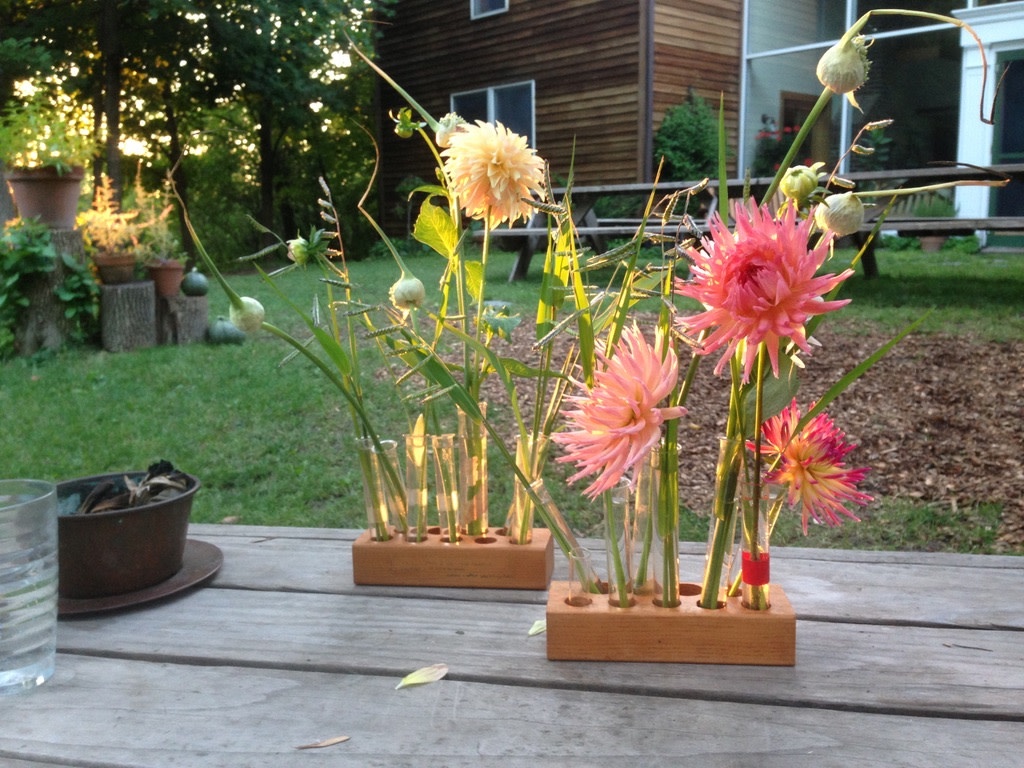 Two Pony Dahlia Plant ‘JUST PEACHY’