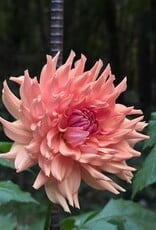 Two Pony Dahlia Plant ‘TERRACOTTA’