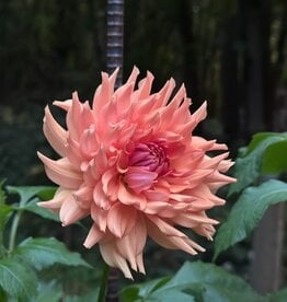 Two Pony Dahlia Plant ‘TERRACOTTA’