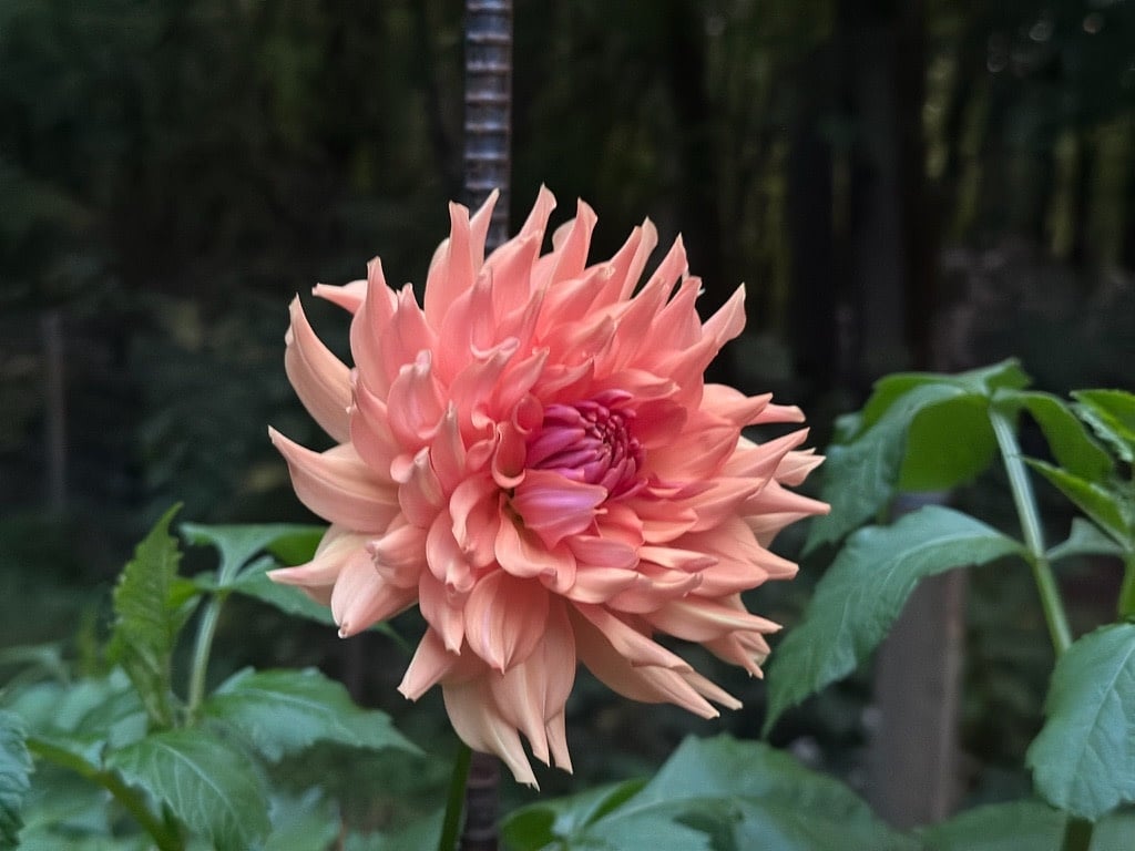 Two Pony Dahlia Plant ‘TERRACOTTA’