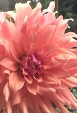 Two Pony Dahlia Plant ‘TERRACOTTA’