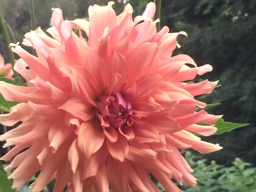 Two Pony Dahlia Plant ‘TERRACOTTA’