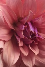 Two Pony Dahlia Plant ‘TERRACOTTA’