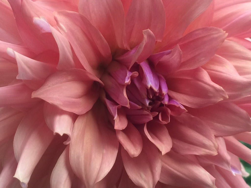 Two Pony Dahlia Plant ‘TERRACOTTA’