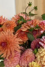 Two Pony Dahlia Plant ‘TERRACOTTA’