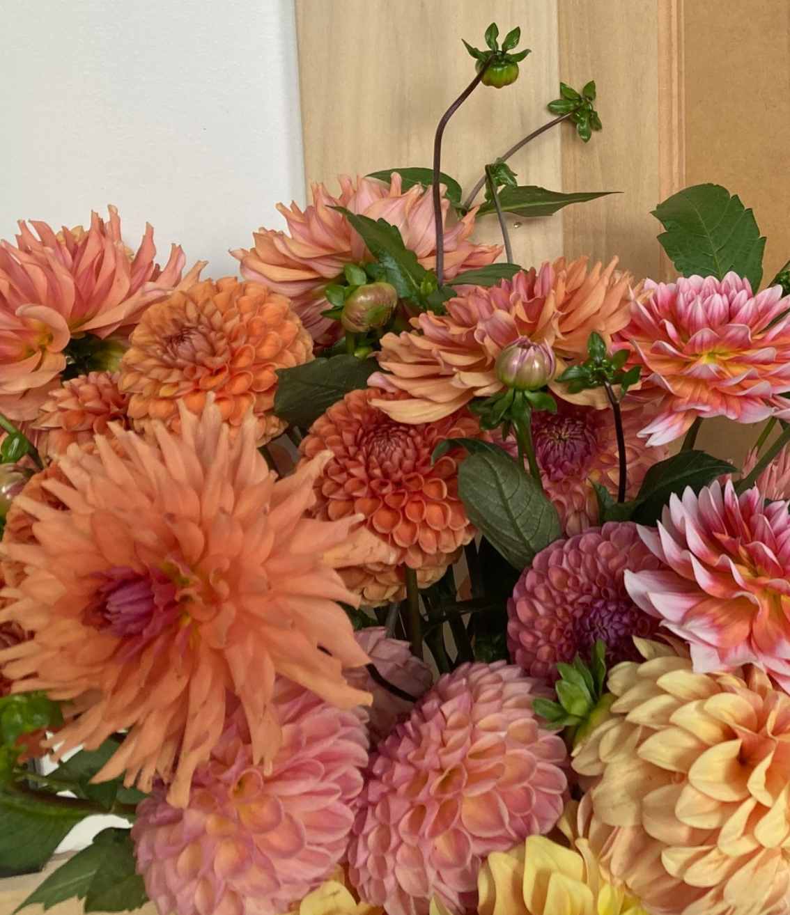 Two Pony Dahlia Plant ‘TERRACOTTA’