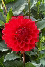 Joan's Collection @ Two Pony Two Pony Dahlia Plant 'RED CAP’ Joan's Collection