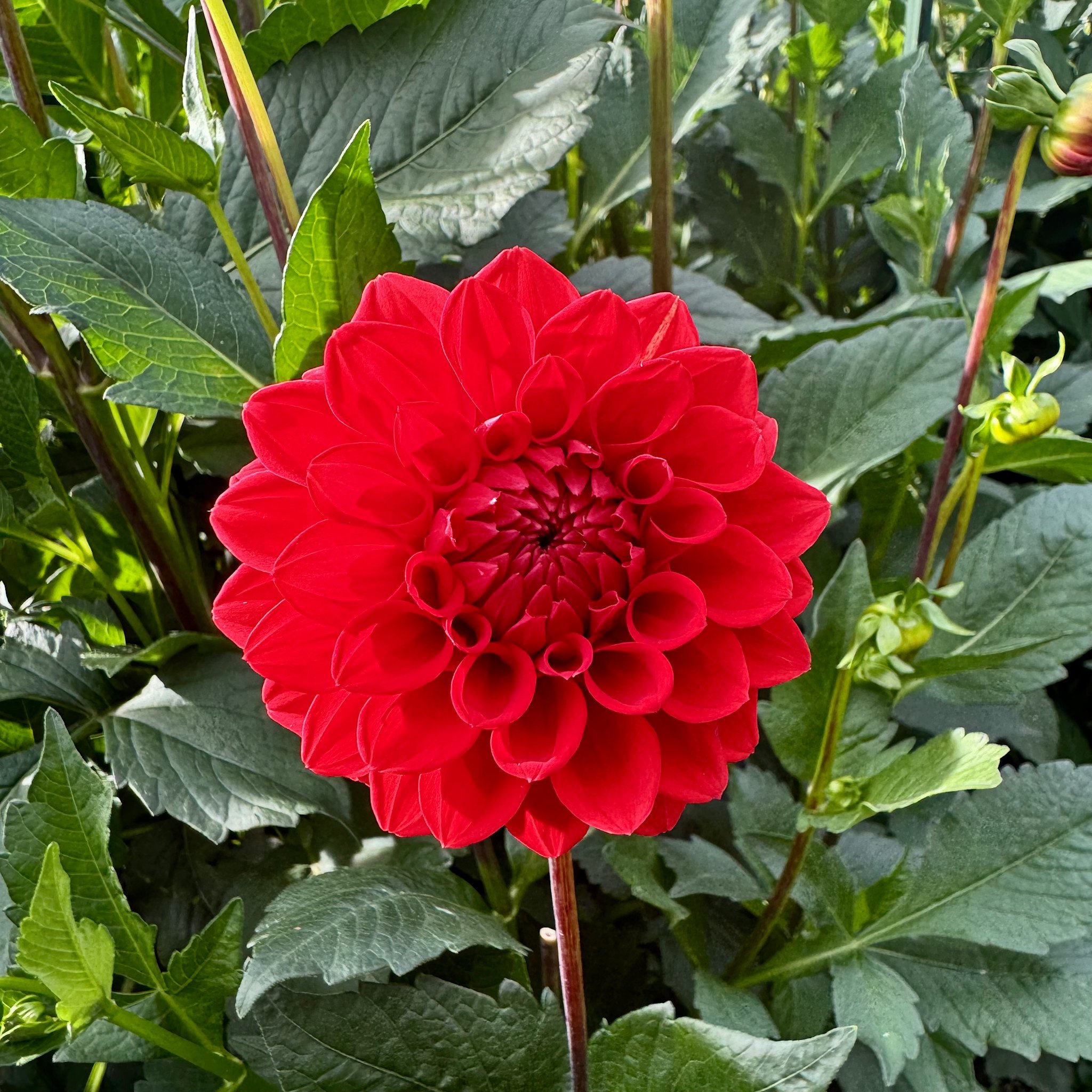 Joan's Collection @ Two Pony Two Pony Dahlia Plant 'RED CAP’ Joan's Collection