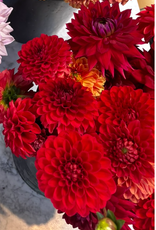 Joan's Collection @ Two Pony Two Pony Dahlia Plant 'RED CAP’ Joan's Collection